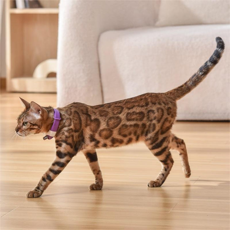 Cat Toy Laser Collar