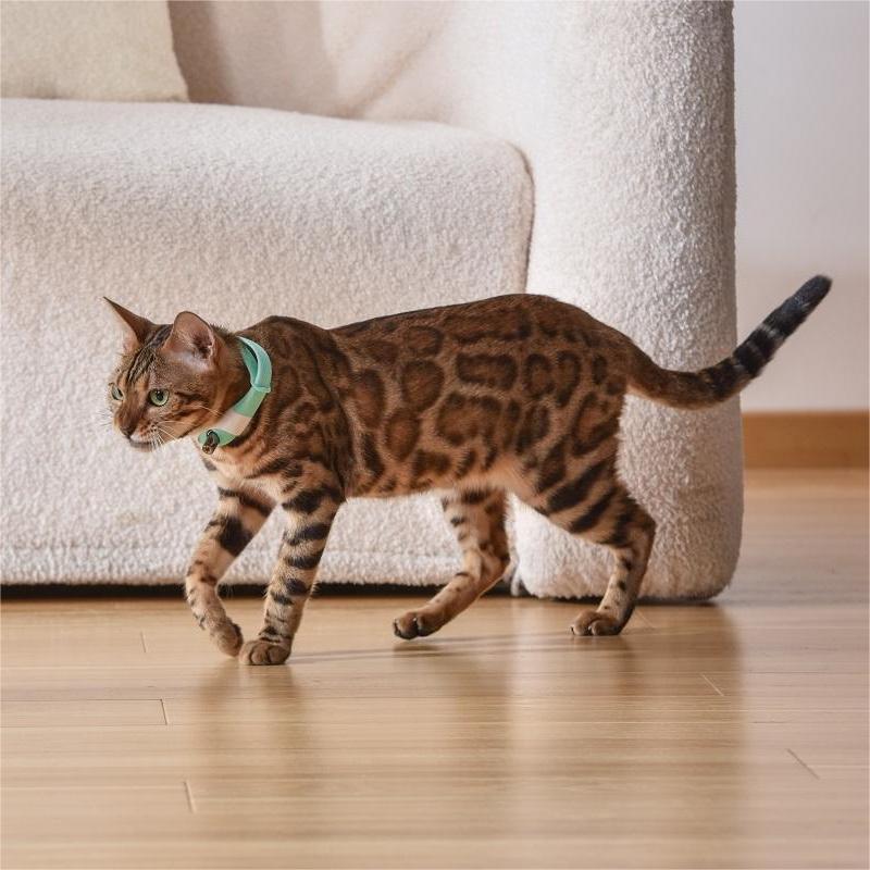 Cat Toy Laser Collar