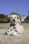 Multipet Plush Dog Toy, Lambchop, 10 Regular, White, Large
