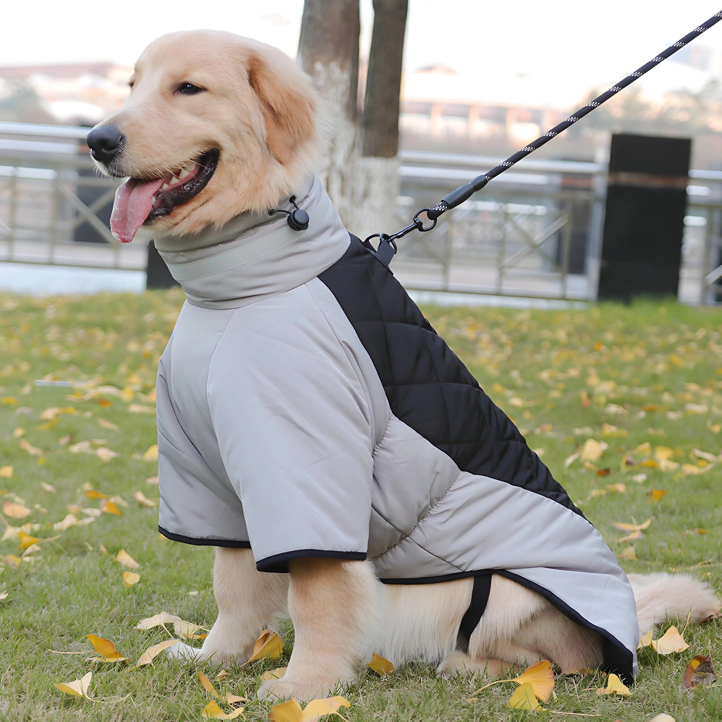 Stylish Jackets for Dogs  Autumn and Winter
