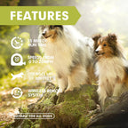 Dog Chase Toys