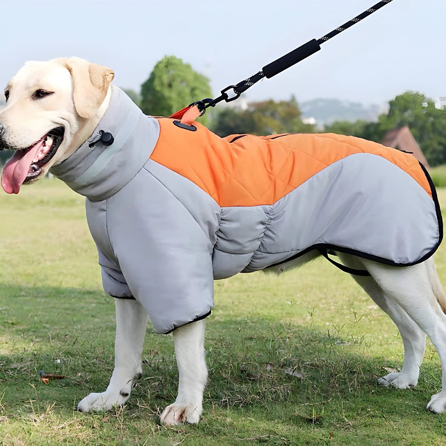 Stylish Jackets for Dogs  Autumn and Winter