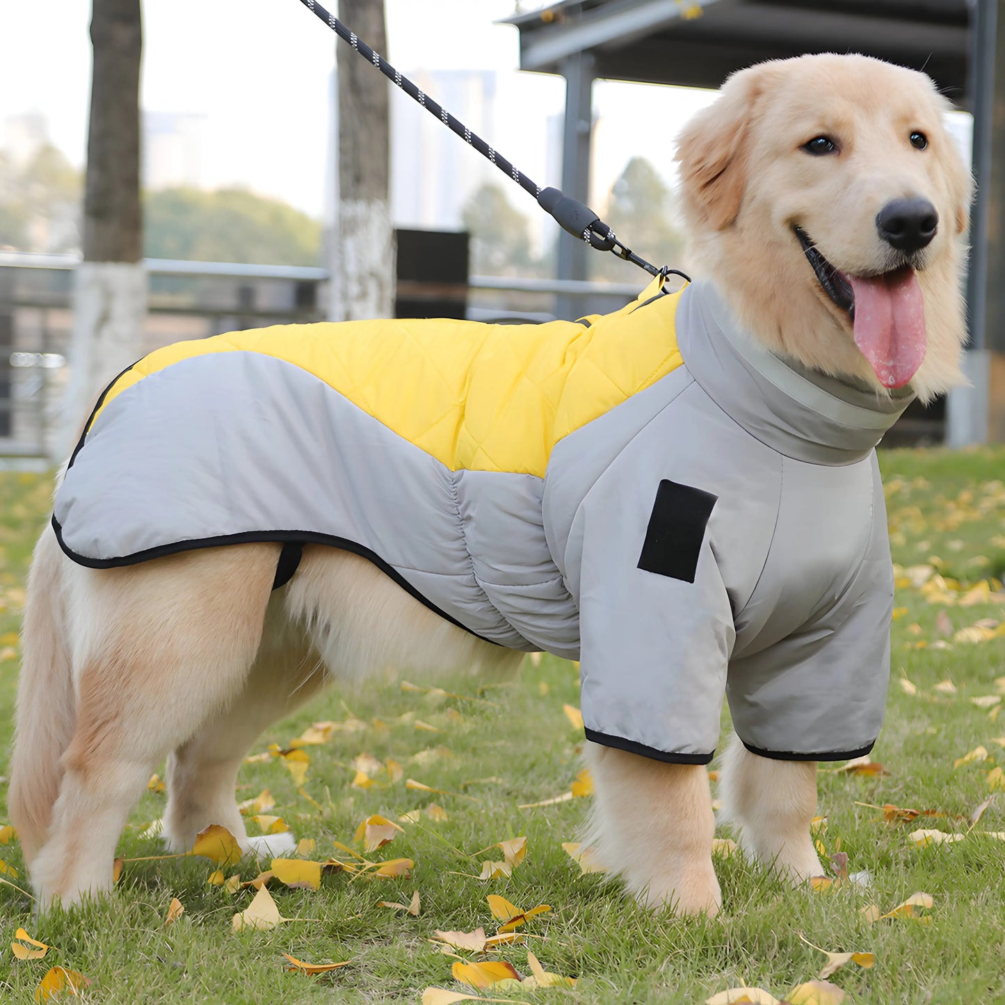 Stylish Jackets for Dogs  Autumn and Winter