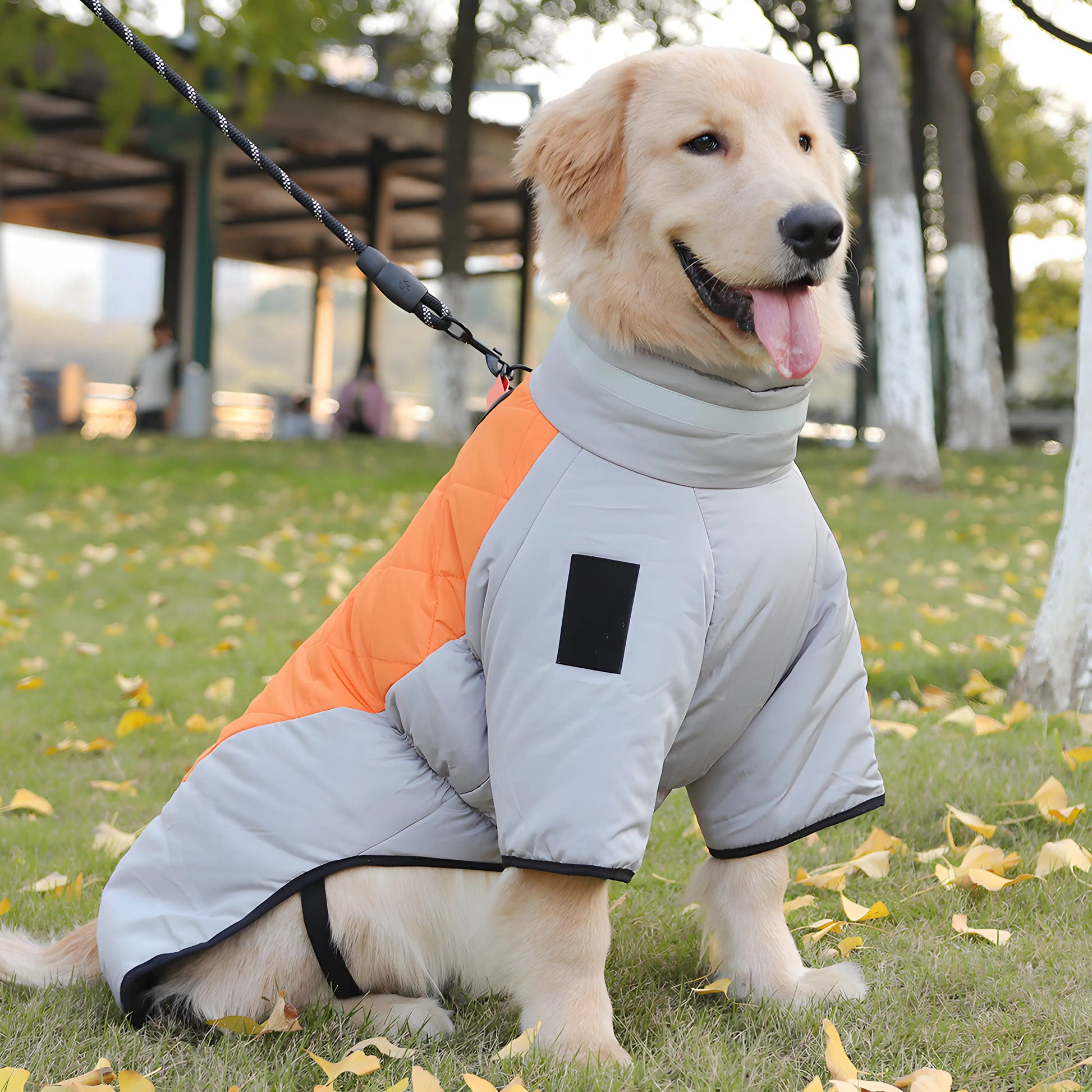 Stylish Jackets for Dogs  Autumn and Winter