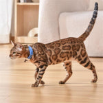 Cat Toy Laser Collar